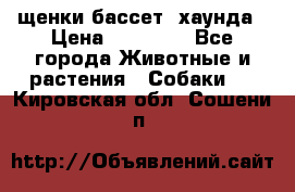 щенки бассет- хаунда › Цена ­ 20 000 - Все города Животные и растения » Собаки   . Кировская обл.,Сошени п.